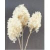 HYDRANGEA PEEGEE PRESERVED 16" Bleached